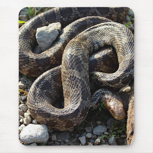 Snake Muismat (Voorkant)