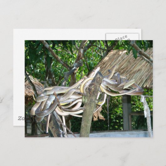 Snake Nest Briefkaart (Voorkant / Achterkant)