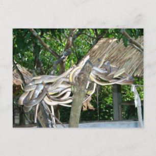 Snake Nest Briefkaart