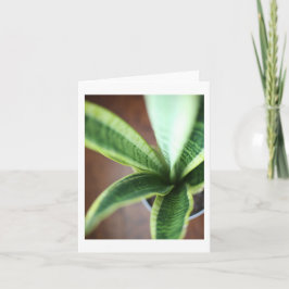 Snake Plant - Blank gevouwen Kaart