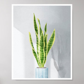 Snake plant, Mother-in-law tongue, Sansevieria Poster