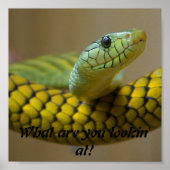 Snake Poster (Voorkant)