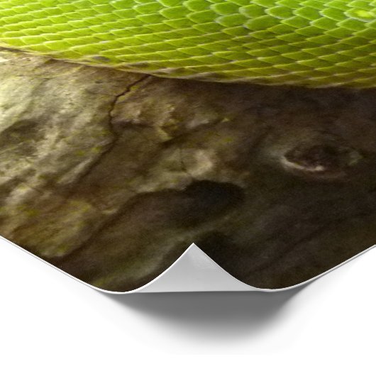 Snake Poster (Hoek)