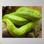 Snake Poster (Voorkant)