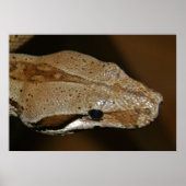 Snake Poster (Voorkant)