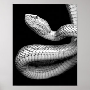 Snake Poster