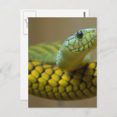 Snake Reptile Briefkaart (Voorkant / Achterkant)