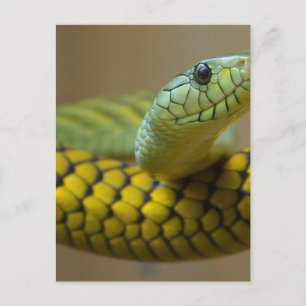 Snake Reptile Briefkaart