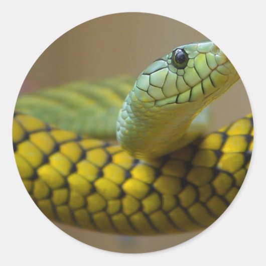Snake Reptile Ronde Sticker (Voorkant)