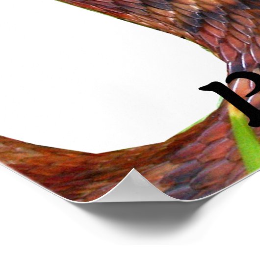 Snake van gepantserd water poster (Hoek)