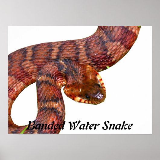 Snake van gepantserd water poster (Voorkant)