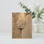 Snake Verjaardag Kaart Happy Verjaardag Snake (Staand voorkant)