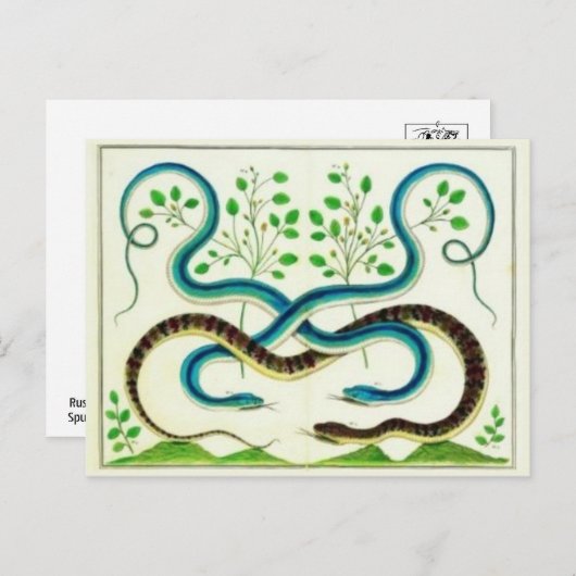 Snakes Briefkaart (Voorkant / Achterkant)