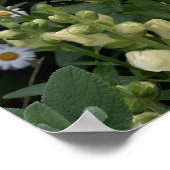 Snapdragon Daisy Bloemen Tuin Poster (Hoek)