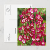 Snapdragon Flowers Briefkaart (Voorkant / Achterkant)