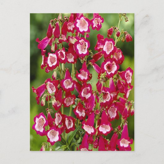 Snapdragon Flowers Briefkaart (Voorkant)