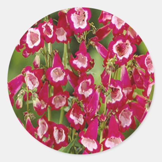 Snapdragon Flowers Stickers (Voorkant)