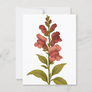 Snapdragon - Graciousness, misleiding Briefkaart