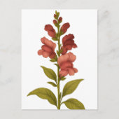 Snapdragon - Graciousness, misleiding Briefkaart (Voorkant)