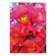 Snapdragon-kaart (leeg binnenin)