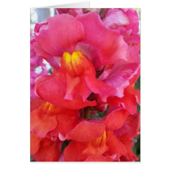 Snapdragon-kaart (leeg binnenin) (Voorkant)