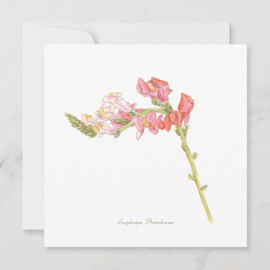 Snapdragon platte kaart (Voorkant)