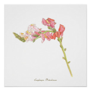 Snapdragon Print, Poster