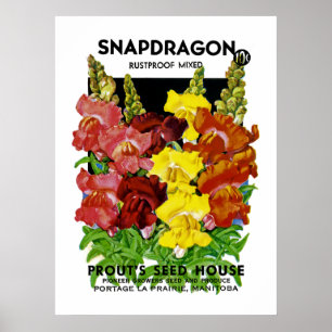 Snapdragon Seed Packet Poster