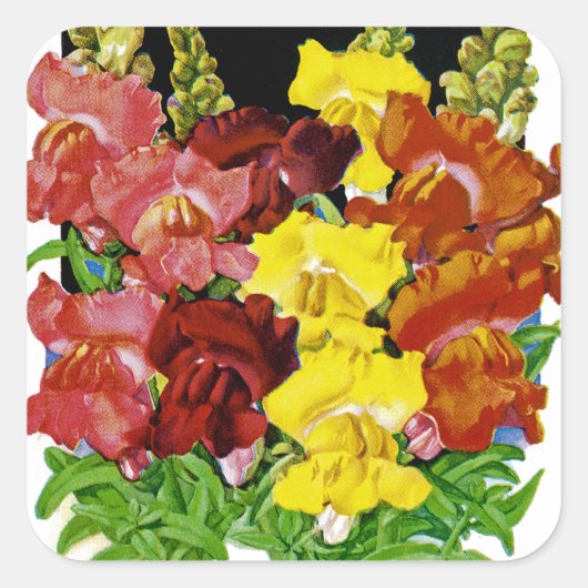 Snapdragon Seed Packet Vierkante Sticker (Voorkant)