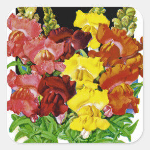 Snapdragon  Seed Packet Vierkante Sticker