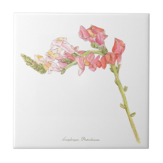 Snapdragon Tegeltje (Voorkant)