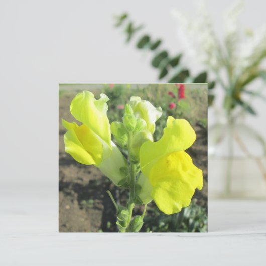 Snapdragon Yellow Flower Kaart (Staand voorkant)
