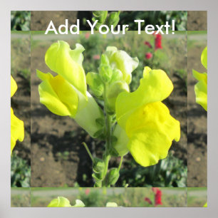 Snapdragon Yellow Flower Poster