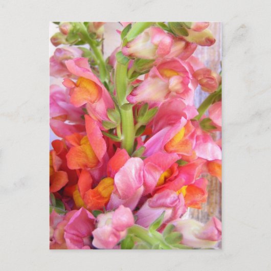 Snapdragons Briefkaart (Voorkant)