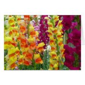 Snapdragons Colorful Floral (Voorkant Horizontaal)