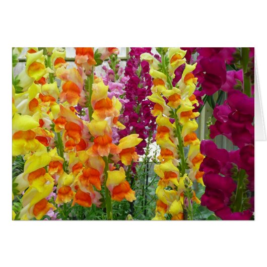 Snapdragons Colorful Floral (Voorkant Horizontaal)