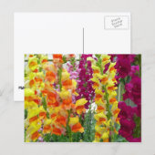 Snapdragons Colorful Floral Briefkaart (Voorkant / Achterkant)