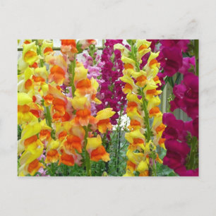 Snapdragons Colorful Floral Briefkaart