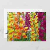 Snapdragons Colorful Floral Briefkaart (Voorkant / Achterkant)