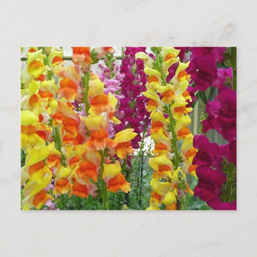 Snapdragons Colorful Floral Briefkaart (Voorkant)