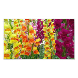 Snapdragons Colorful Floral Foto Afdruk