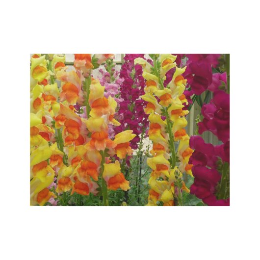 Snapdragons Colorful Floral Houten Poster (Voorkant)