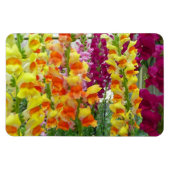 Snapdragons Colorful Floral Magneet (Horizontaal)