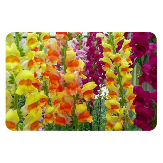 Snapdragons Colorful Floral Magneet (Horizontaal)