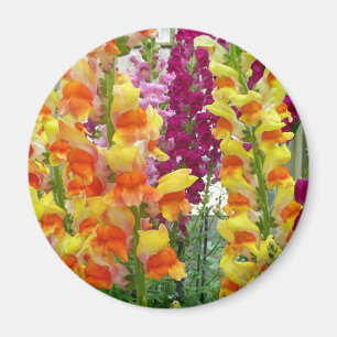 Snapdragons Colorful Floral Magneet