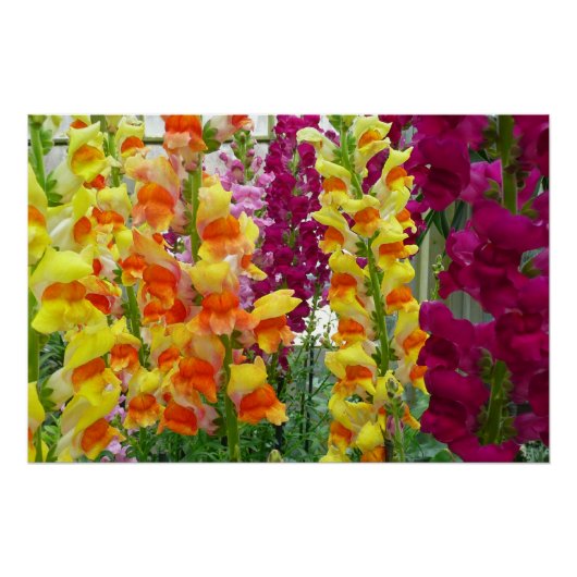 Snapdragons Colorful Floral Perfect Poster (Voorkant)