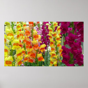 Snapdragons Colorful Floral Poster