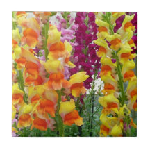 Snapdragons Colorful Floral