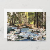 Snappapier "Swans on the River" met Willowcatdesig Briefkaart (Voorkant / Achterkant)