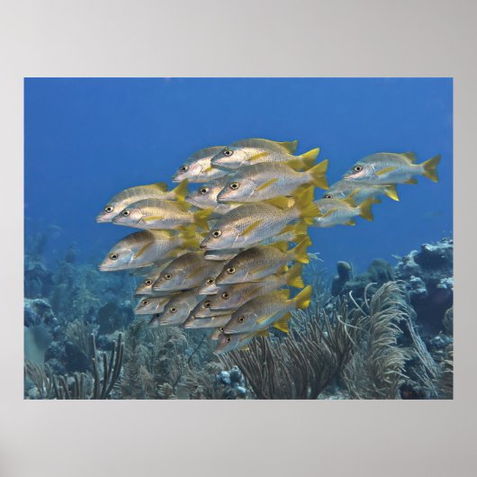 Snapper School Poster (Voorkant)